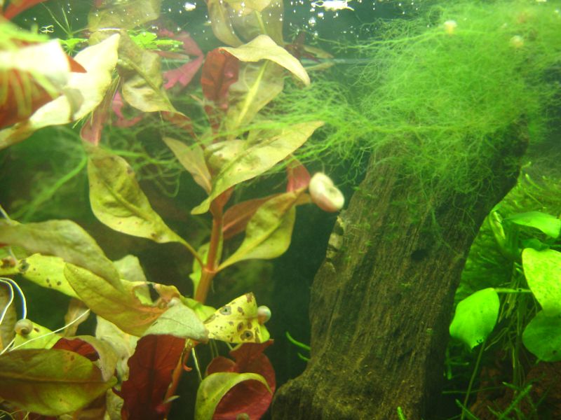 aquarium-algen.jpg
